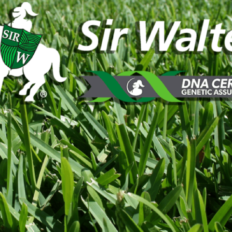 DNA Certified Sir Walter Buffalo