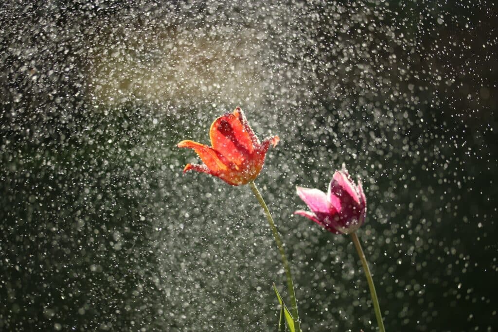Watering red and pink flower. Optimal garden drainage system by Parklea Sand & Soil Australia.