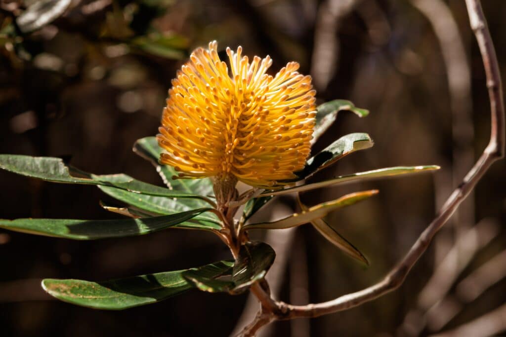 Australian native Banksia for DIY landscaping ideas in Sydney. 