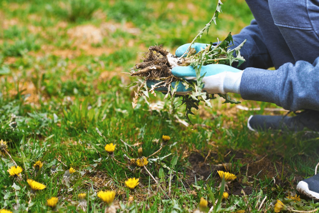 Person removing garden weeds manually.