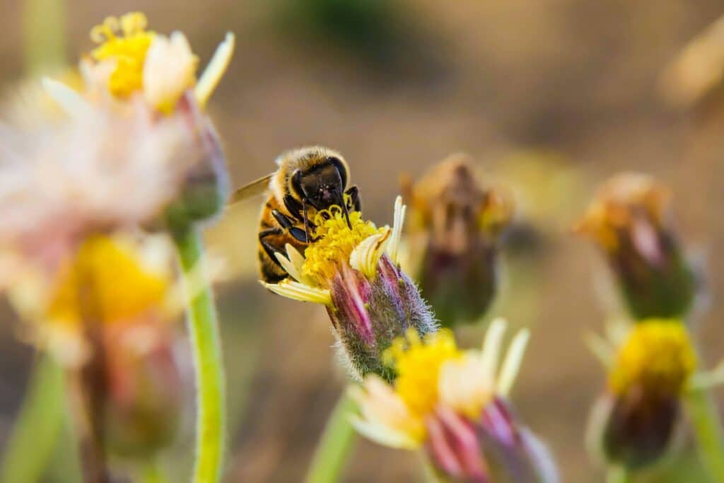 Pollinator/bee pollinating flower in garden. Sustainable Garden Bed Sydney.