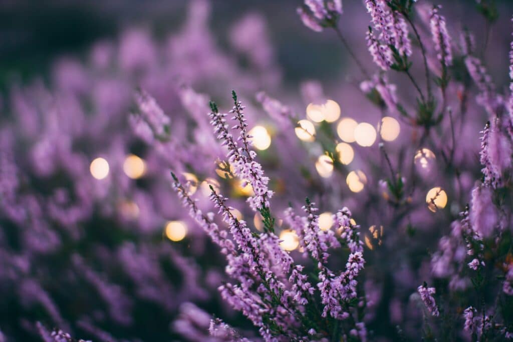 Close-up image of lavender, planting for zen garden. 